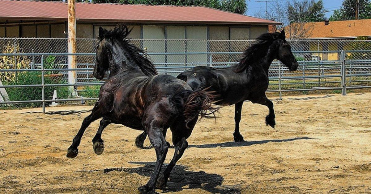 SCAM ALERT - The Friesian Scam is back