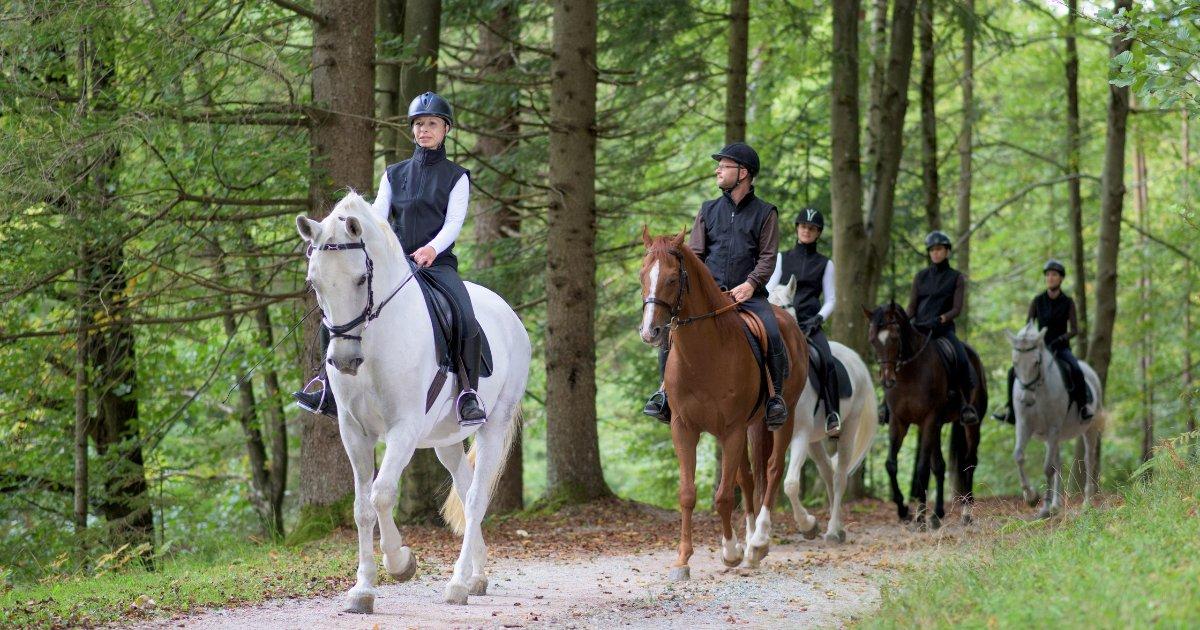 9 Unique Gift Ideas For The Horse Lover In Your Life