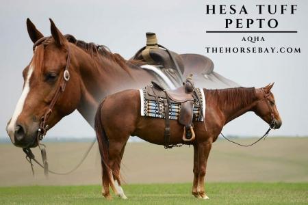 AQHA Gelding For Sale (All Around/Ranch/Youth) 