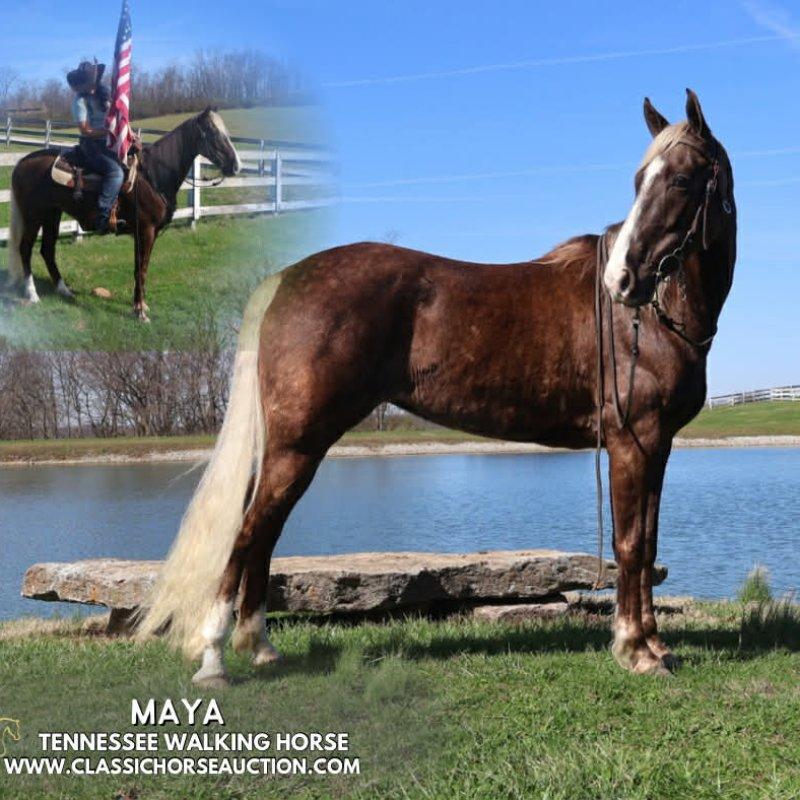 MAYA