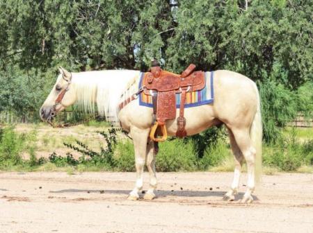 Quarter Horse Palomino Gelding 14.2 Hands (Biscuit)