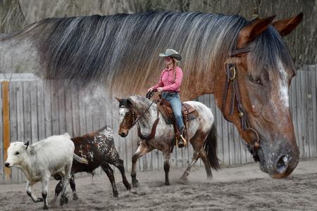 Bay Appaloosa (ApHC) Gelding For Sale | Consigned to Thehorsebay.com