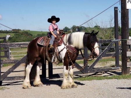 Gypsy Vanner Horse Black Overo Gelding 15 Hands (Colabo)