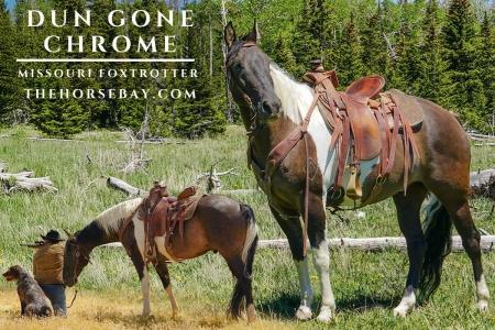 Registered Missouri Fox Trotter Gelding (MFTHBA) For Sale (Trail/Ranch/Pack)