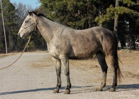 Quarter Horse (AQHA) Gelding For Sale | Consigned to Thehorsebay.com