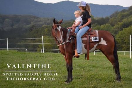 Bay Spotted Saddle Mare