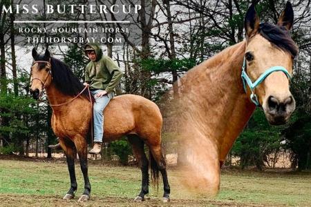 Buckskin Rocky Mountain Mare (Gaited/Trail/Youth)