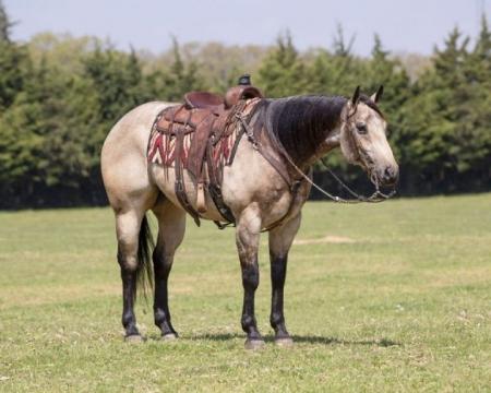 Quarter Horse Buckskin Gelding 15.3 Hands (Buzz)