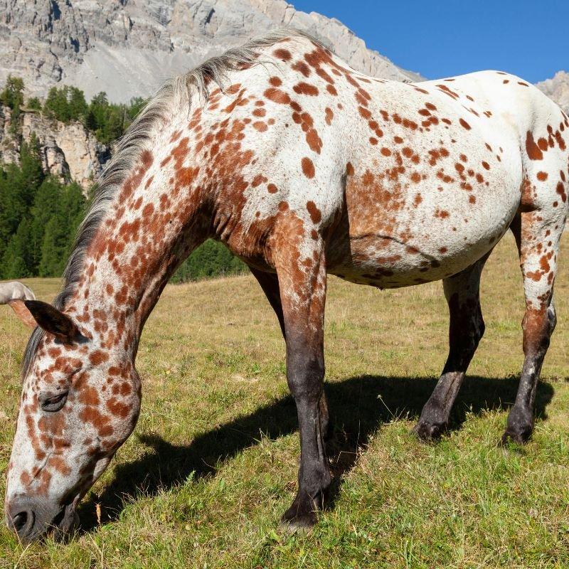 Chestnut Arabian Gelding - "Phoenix"