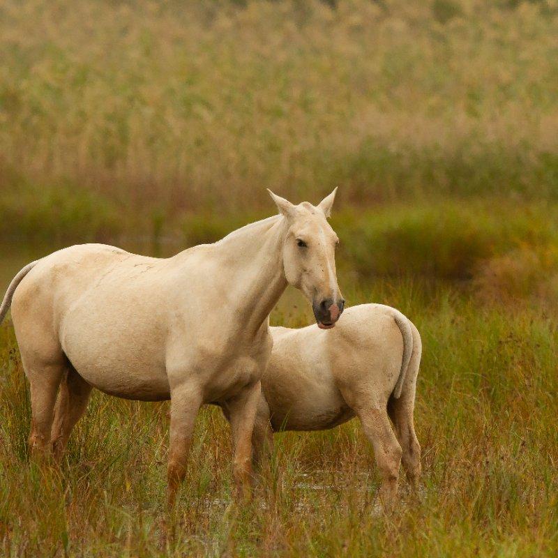 Palomino Tennessee Walking Horse Mare - "Goldie"