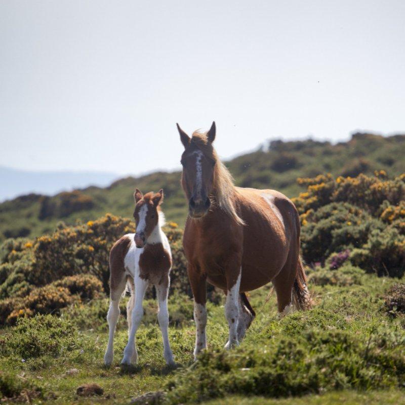 Grey Thoroughbred Gelding - "Sterling"