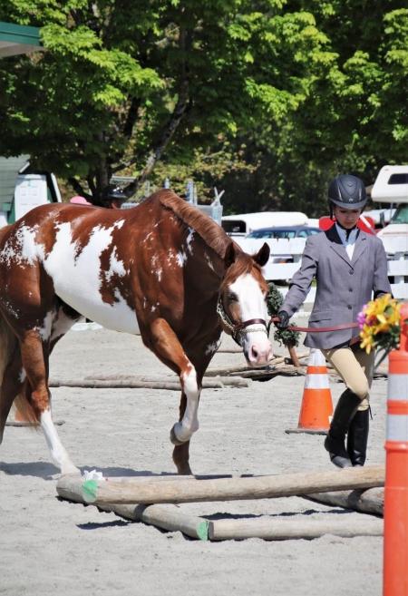 11yr old APHA Sorrel Overo Mare - Black Friday Price Drop
