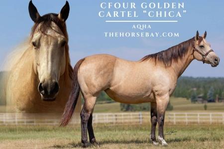 Quarter Horse Mare for Sale in Laporte, CO