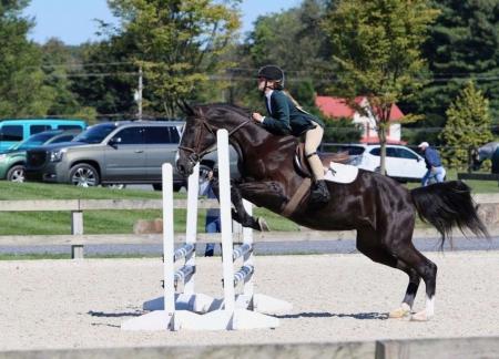 Dutch Warmblood Horse Black Mare 16 Hands (Dorian)