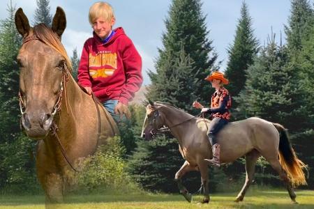 Registered Rocky Mountain Gelding (RMHA)