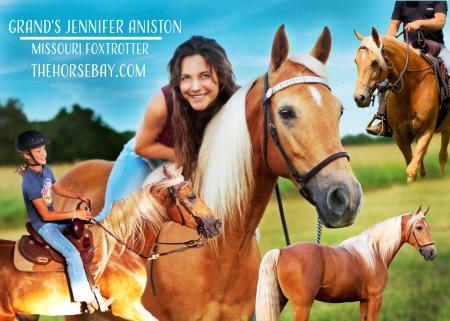 Palomino Missouri Foxtrotter (MFTHBA) Mare For Sale (Gaited/Trail/Show)