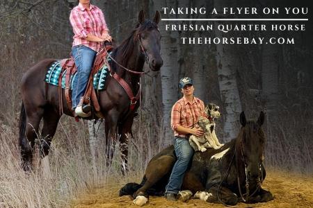 Friesian Quarter X Gelding