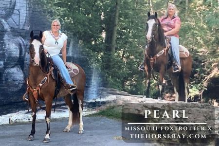 Missouri Foxtrotter X Mare For Sale (Gaited/Trail/Show)