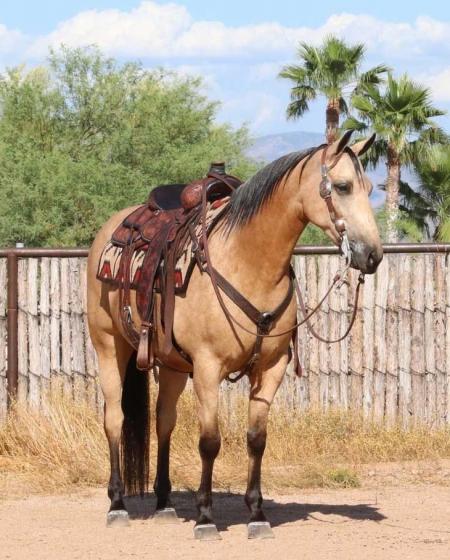 Quarter Horse Buckskin Gelding 14.2 Hands (Biggy~Bugsy)