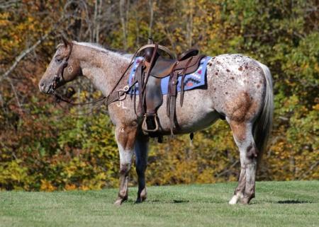 Appaloosa Horse Red Roan Gelding 15.1 Hands (Dots and Dashes)