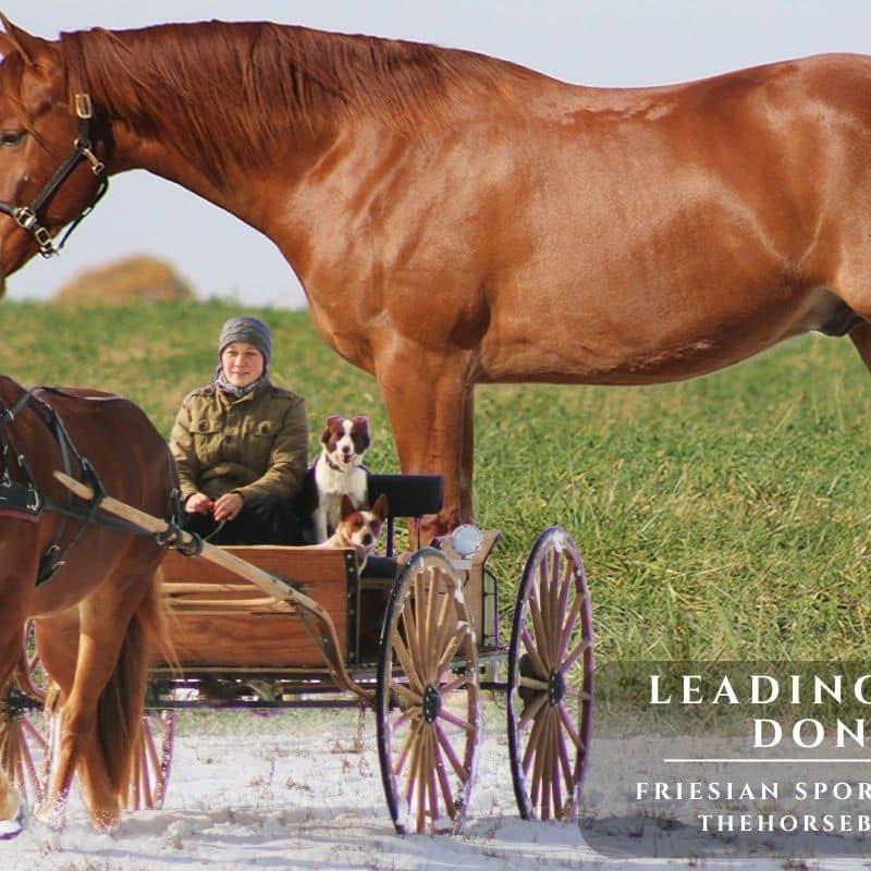 Leading Rein Donte