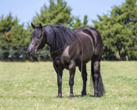 Quarter Horse Black Gelding 15 Hands (Breeze)