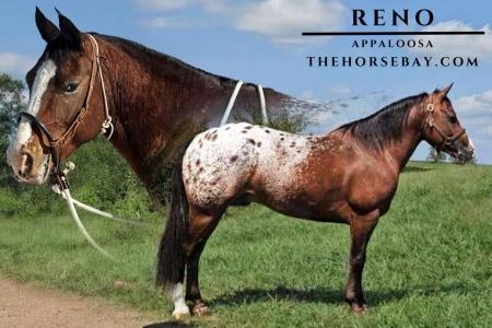 Appaloosa Gelding for Sale