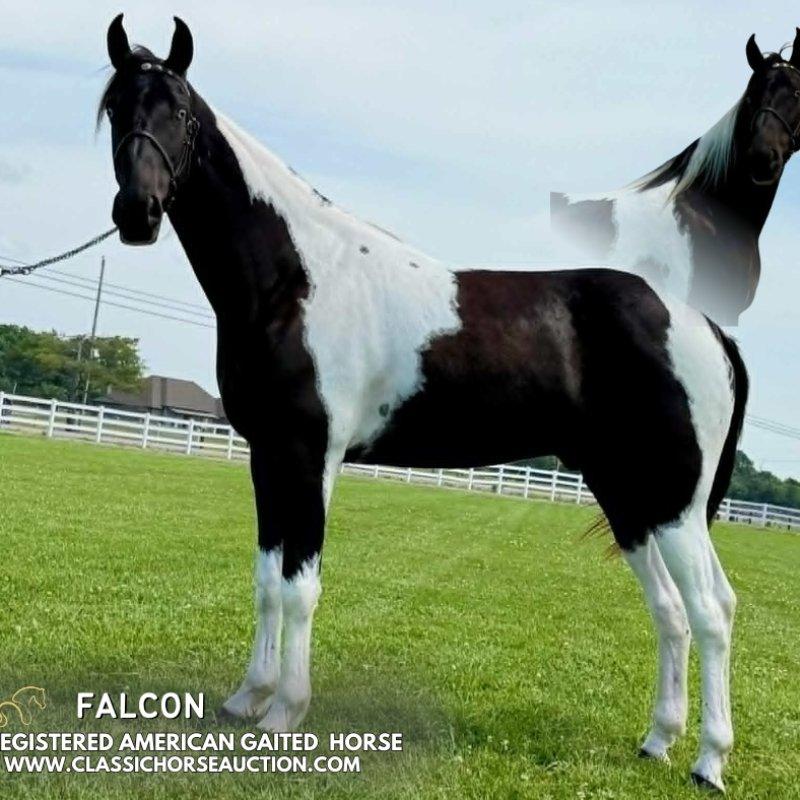 FALCON