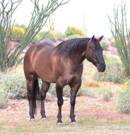 Quarter Horse Grullo Gelding 15.1 Hands (Bucky)