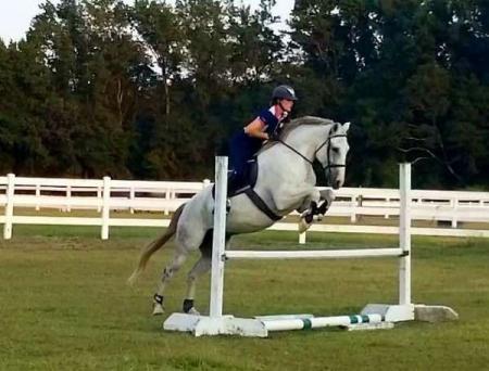 Dutch Warmblood Grey Gelding 16.1 Hands (Hidalgo)