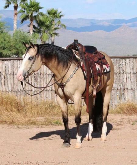 Quarter Horse Buckskin Gelding 15 Hands (Broli)