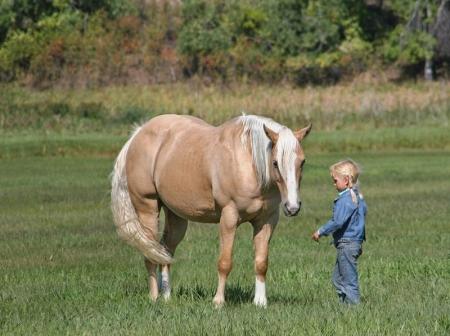 Quarter Horse Palomino Gelding 14.2 Hands (Bashiru)