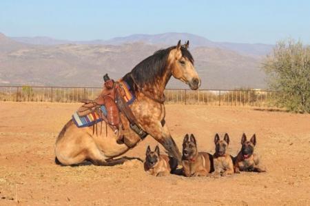 Quarter Horse Buckskin Gelding 14.3 Hands (Beamer)