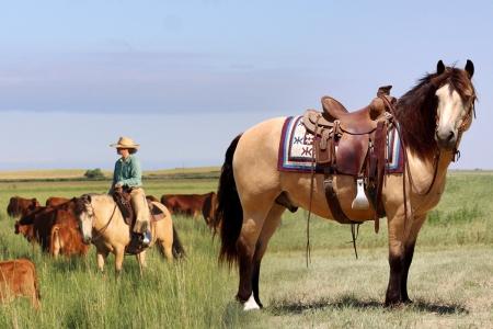 Buckskin Haflinger X Gelding Consigned to Thehorsebay.com | Ranch/Trail/Pack 