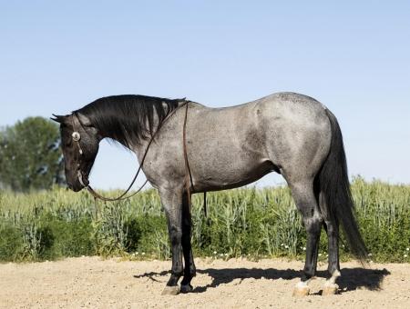 Pony Horse Palomino Paint Gelding 13.3 Hands (David)