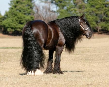 Gypsy Vanner Black Gelding 14.2 Hands (Calypso)