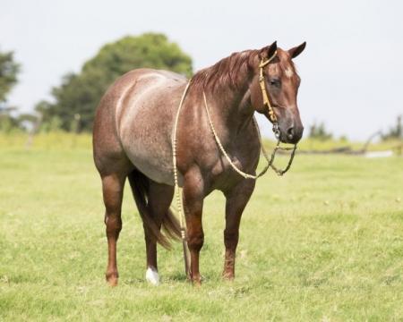 Quarter Horse Red Roan Gelding 14.3 Hands (Bandit)