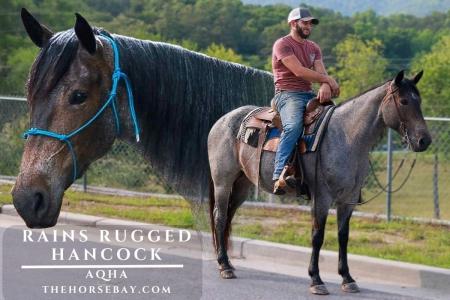 Bay Roan AQHA Mare 