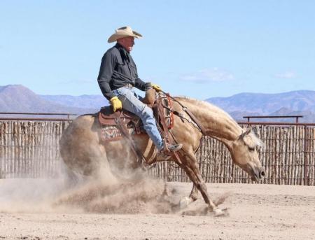 Quarter Horse Palomino Mare 14.3 Hands (Beauty)