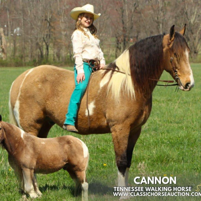 CANNON