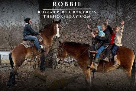 Belgian Percheron X Gelding