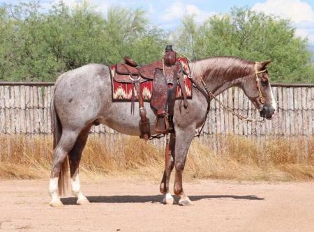 Quarter Horse Red Roan Gelding 14.3 Hands (Ghost)