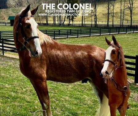GENTLE CHESTNUT ROAN TENNESSEE WALKING HORSE