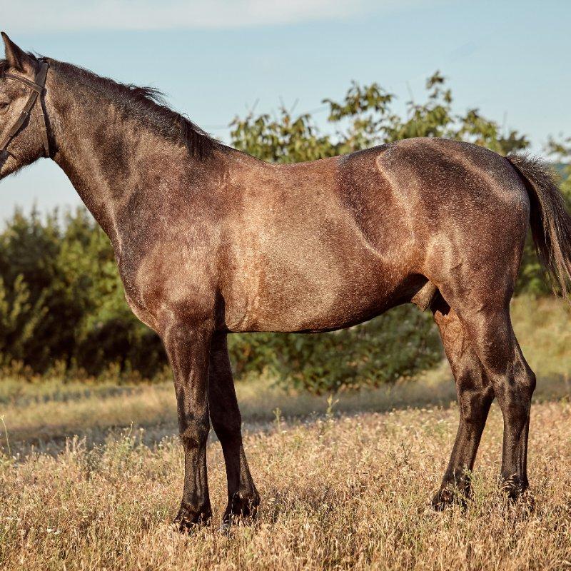 Grey Irish Sport Horse Gelding - "Dublin"