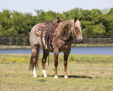 Quarter Horse Red Roan Gelding 15 Hands (Avenger)