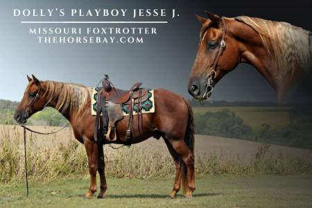 Registered Missouri Foxtrotter Gelding