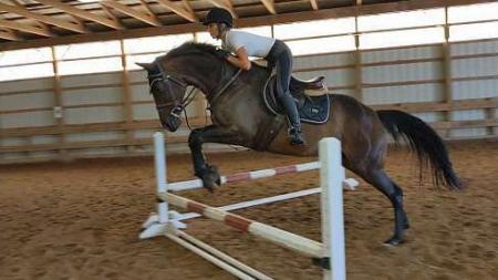 Thoroughbred Bay Gelding 17 Hands (Barbaro)