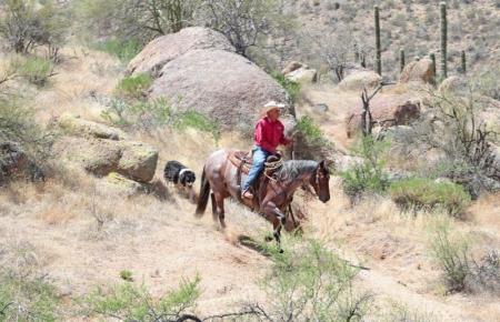 Quarter Horse Bay Roan Gelding 15 Hands (Baylee)
