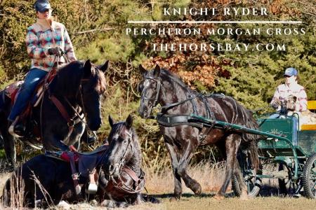 Percheron Morgan X Gelding (Roping/Ranch/Trail)