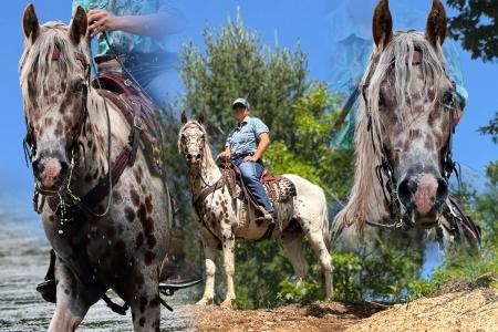Friesian Appaloosa Paint Gelding For Sale (Youth/Trail/Beginner)